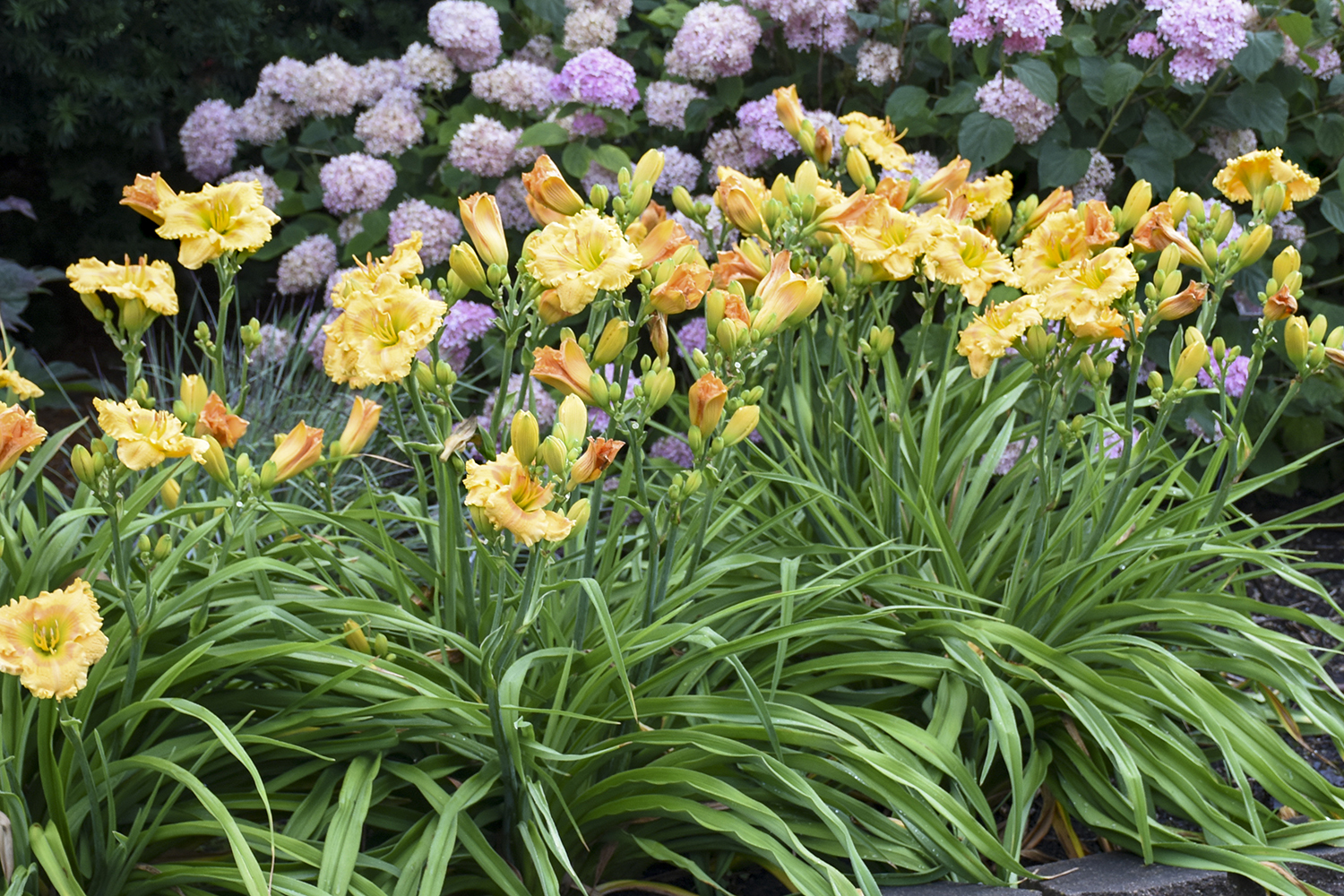 Daylily